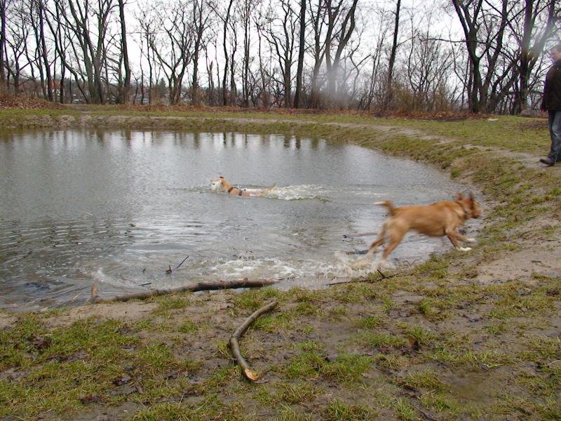 Hundetreffen am 15.03.2009