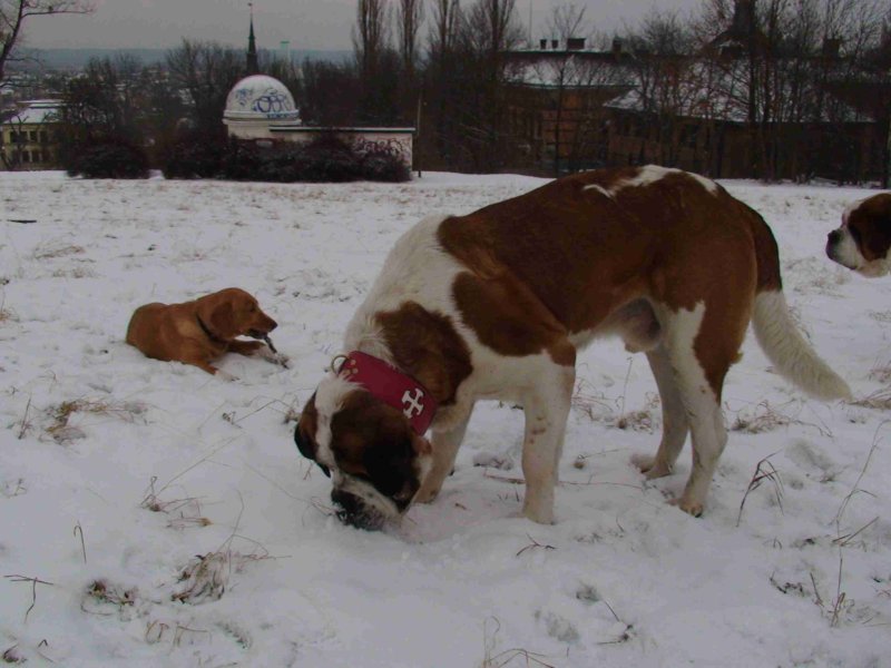 Hundetreffen am 01.02.2009