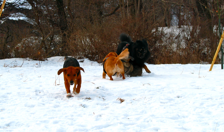 Hundetreffen am 31.01.2010
