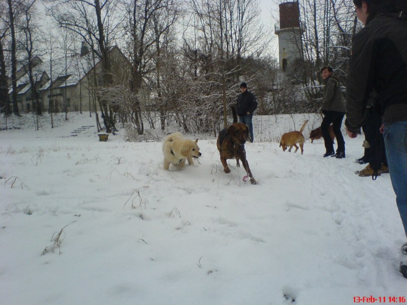 Hundetreffen am 13.02.2011