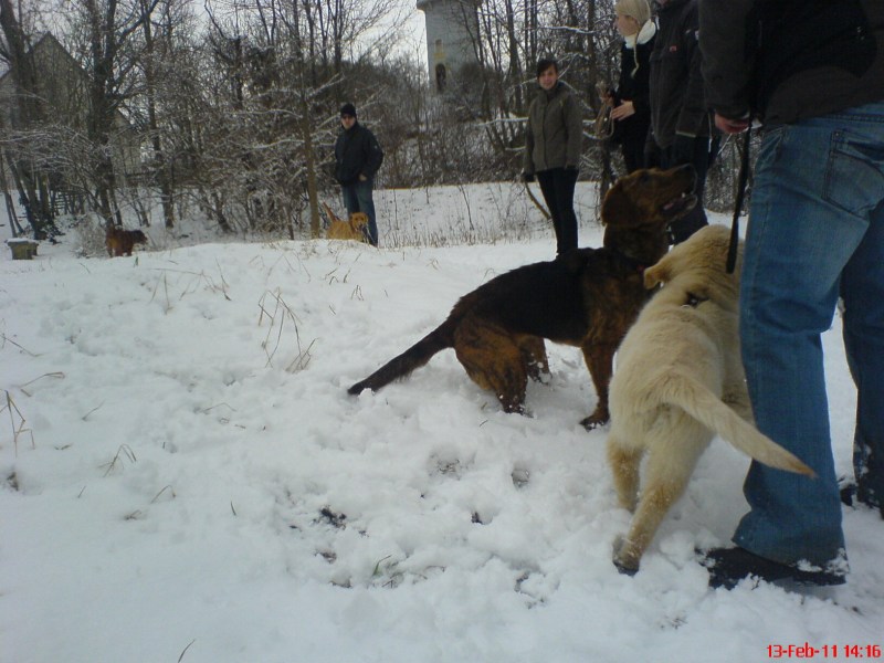 Hundetreffen am 13.02.2011