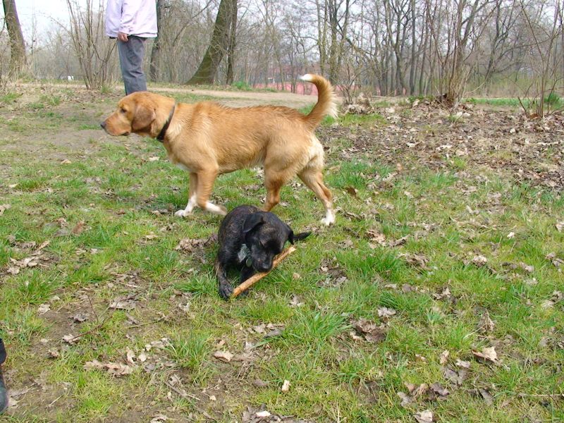 Hundetreffen am 05.04.2009