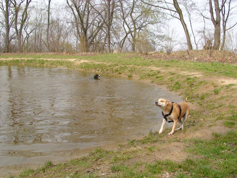 Hundetreffen am 05.04.2009