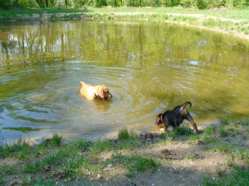 Hundetreffen am 19.04.2009