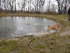 Hundetreffen am 15.03.2009