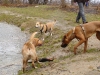 Hundetreffen am 15.03.2009