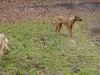 Hundetreffen am 15.03.2009