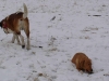 Hundetreffen am 01.02.2009