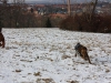 Hundetreffen am 20.02.2011