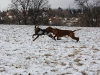 Hundetreffen am 20.02.2011