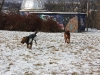 Hundetreffen am 20.02.2011