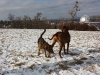 Hundetreffen am 20.02.2011