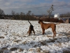 Hundetreffen am 20.02.2011