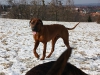 Hundetreffen am 20.02.2011