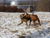 Hundetreffen am 20.02.2011