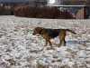 Hundetreffen am 20.02.2011