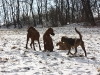 Hundetreffen am 20.02.2011