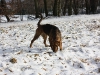 Hundetreffen am 20.02.2011