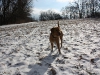 Hundetreffen am 20.02.2011