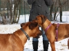 Hundetreffen am 20.02.2011