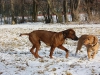 Hundetreffen am 20.02.2011