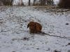 Hundetreffen am 20.02.2011