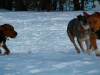 Hundetreffen am 31.01.2010