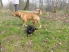 Hundetreffen am 05.04.2009