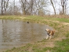 Hundetreffen am 05.04.2009