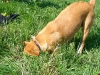 Hundetreffen am 19.04.2009