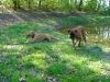 Hundetreffen am 19.04.2009