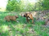 Hundetreffen am 19.04.2009