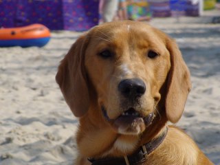 Mit unserem Hund Stella am Meer 1