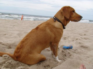 Mit unserem Hund Stella am Meer 3