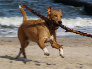 Mit unserem Hund Stella am Meer 4