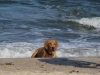 Mit unserem Hund Stella am Meer 2