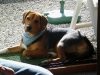 Bruder Jacko